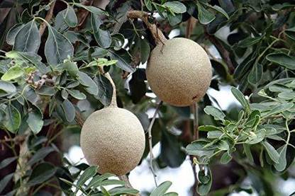 Sjeme Kaitha Seed Seed
