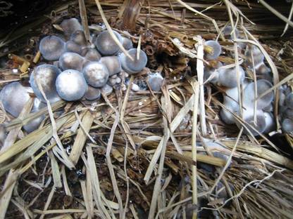 Monday Square Paddy Straw Mushroom Spawn/Seeds 400gms Seed