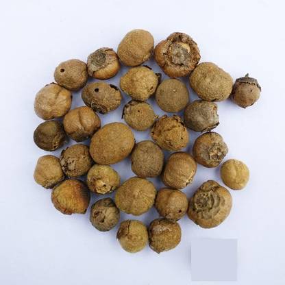 Sjeme Sagvan Plant Seed Seed