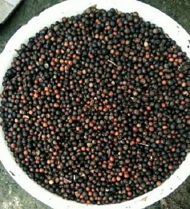 Sjeme Sandalwood Seed