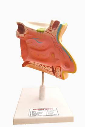 PRIME BAKER LIFE SIZE HUAMN NOSE MODEL ON BOARD Anatomical Body Model