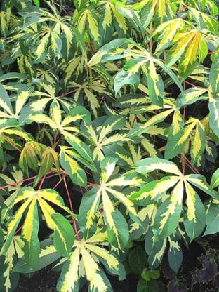 Plantzoin Cassava Plant