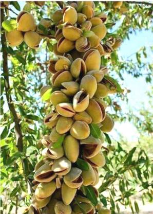 Plantzoin Pistachio Plant