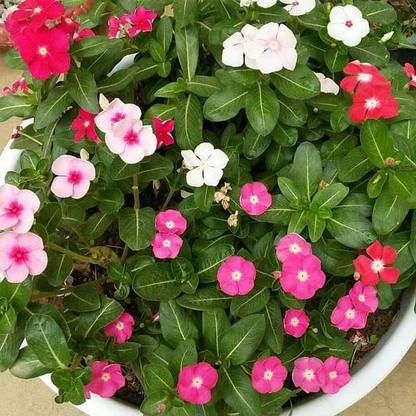 PEARL Vinca Dwarf Mix Seed