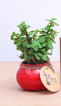 Bee Green Jade Plant