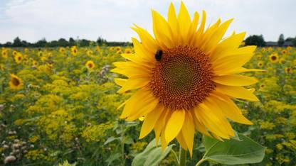 Sjeme Modern Dwarf Sunflower Seed Seed