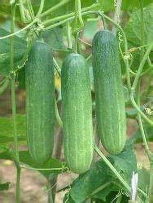 I S ENTERPRISE SOSA Seed