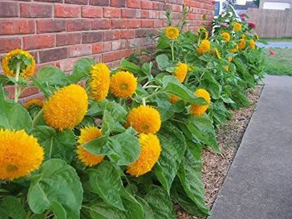 Allora Nursery Plants Sunflower Plant