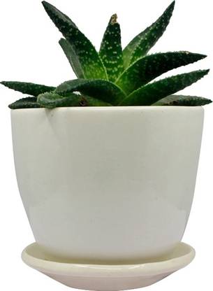 myrtlekart CUP AND SAUCER Plant Container Set