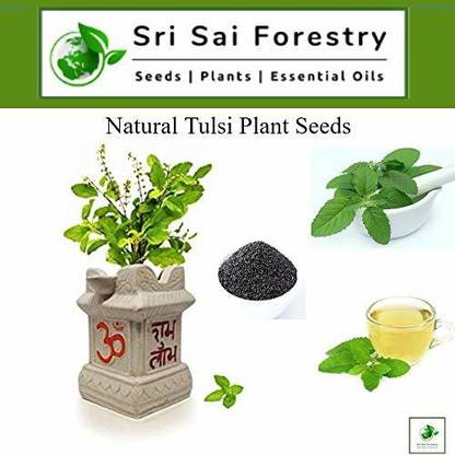 SRI SAI FORESTRY Tulsi Plant Seeds (Krishna Tulsi) Holy Basil Seed