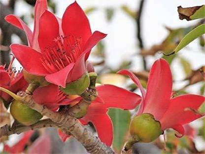 SRI SAI FORESTRY Bombax Ceiba, Red Silk Cotton, Marathi Moggu, Tree Seed