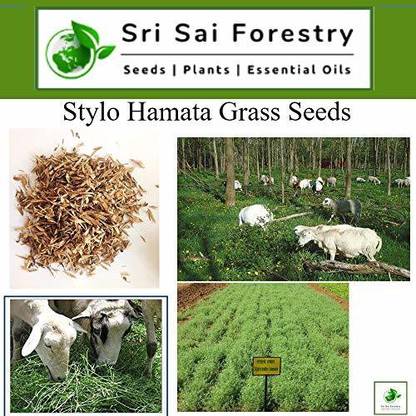 SRI SAI FORESTRY Stylo Hamata Grass Seed Seed