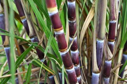 Trothic Sugarcane