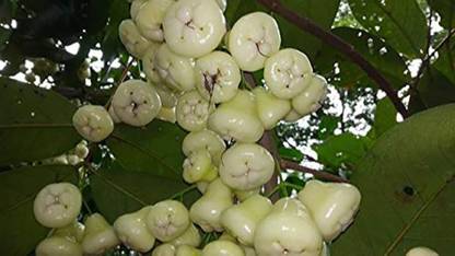 Trothic Wax Apple White Wax Fruit