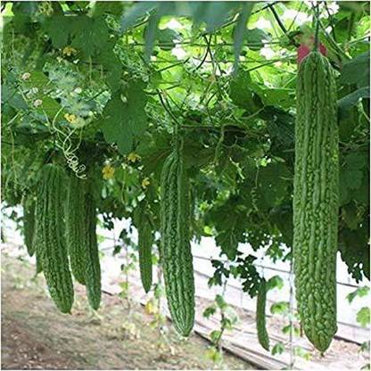 VibeX XLL-86 - Hybrid Bitter Gourd (Karela) - (100 Seeds) Seed
