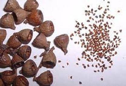 Sjeme Eucalyptus Flower Seed Seed