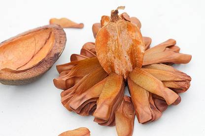 LYRS Indian Mahogany Seed Seed