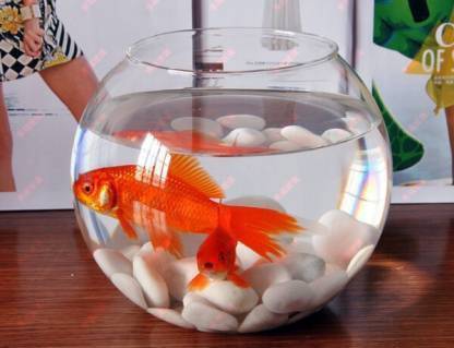SEETASTIC 10 L Fish Bowl