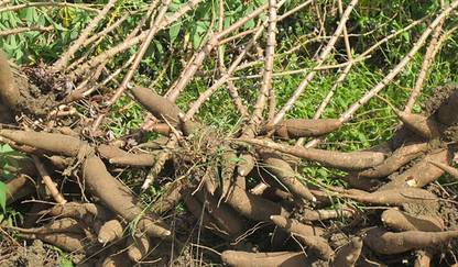 Agri Dot Tapioca Stem/ Cassava Stem Seed