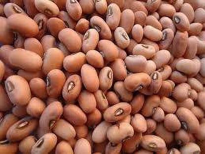 UMA Payaru Seeds Seed