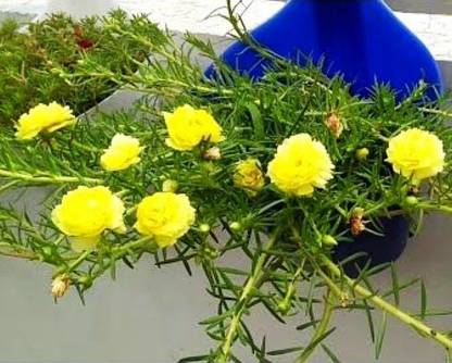 MODERN PLANT Portulaca Plant