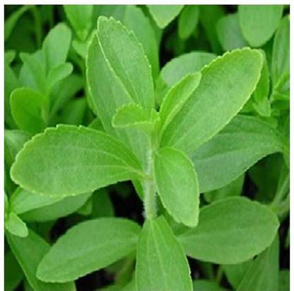 पायोनियर नैचुरल स्टीविया (स्टीविया रेबौडायाना), स्वीट तुलसी बीज