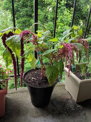 XOLDA Amaranthus Love Lies Bleeding Seed
