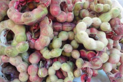 LYRS Jungle Jalebi Tree Seed Seed