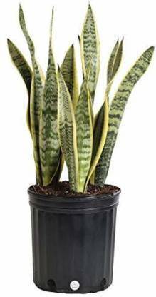 NATURE SERVICE Snake Plant