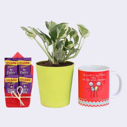 Ferns N Petals White Pothos Plant In Green Plastic Self Watering Pot 4 x 4 Inches With You Will Be My Friend Printed Coffee Mug & Dairy Milk Chocolate | Indoor Plant | Gift For Friend Combo