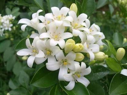 HEALTHY PLANT Jasmine Plant