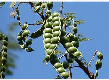 PEARL Babool Plant Seed