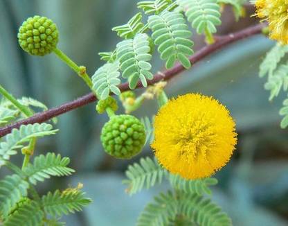KANAYA Babool Plant Seed
