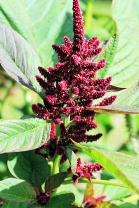 Green World Amaranthus Pygmy Torch 75 FLOWER SEEDS PACK Seed