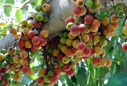 Trothic Gular/Cluster Fig Plant