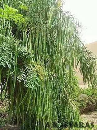 grassland Moringa Seeds PKM1 Hybrid (Drumstick Seeds) Pack of 10 Seed