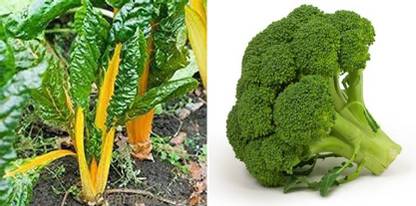 xcentax Broccoli Green, Swiss Chard (Yellow) Seed