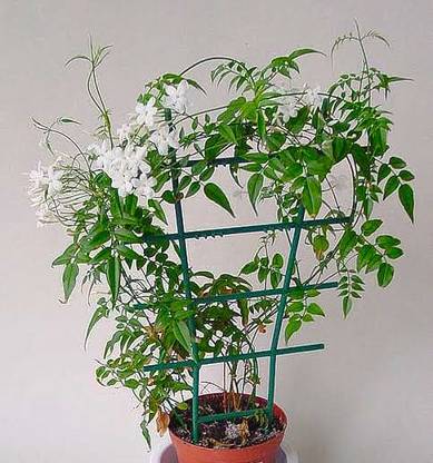 VANASPATI UDYAN Jasmine Plant