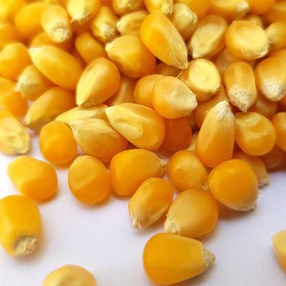 PRODUCER Premium Instant Popcorn Kernel Seeds, Vegan Friendly Grown in USA, 1 kg Natural Popcorn