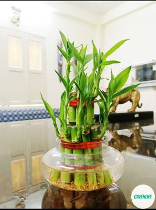 minatigreenhouse Two Layer Bamboo Plant