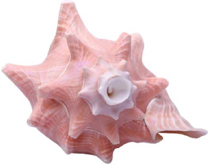 aswathseashell Queen Conch Shell/Pink Conch Shell 6-8 inches Blowing Shankh
