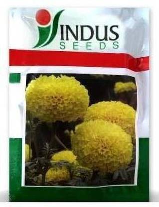 Indus Marigold Seed