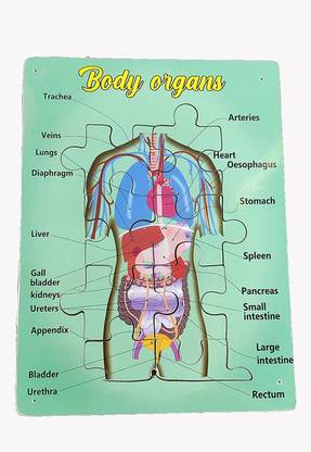 Urban Infotech Human Internal Body Organs Wooden Puzzle Anatomy Learning & Teaching Aid Human Digestive System/Body Organs Educational Toy for Kids & Teachers(Age 5+) (Body Organ)