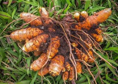 KUSH Turmeric Seeds Seed