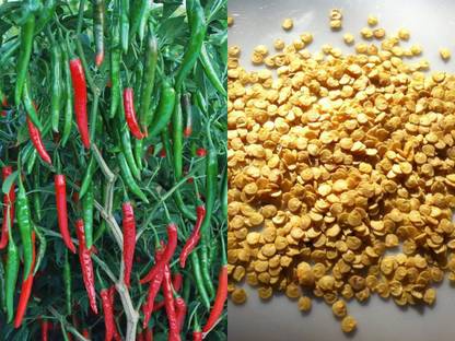 Nature Seeds CHILLI Seed