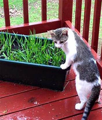 VibeX Fast Growing Organic Cat Grass Seed
