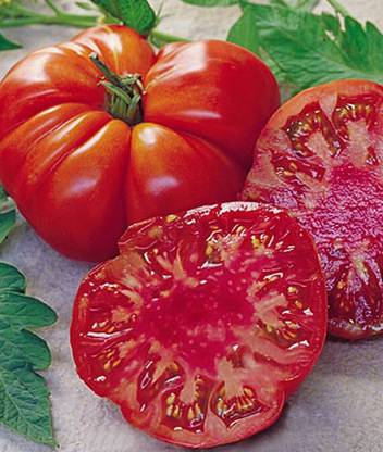 VibeX Tomato, Tomande Hybrid Seed