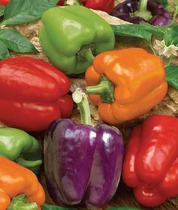VibeX Pepper, Sweet, Rainbow Bell Blend Seed