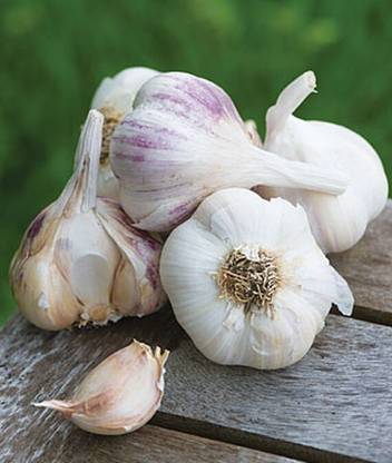 VibeX Organic Garlic, Best Spring Collection Seed