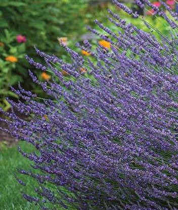 VibeX Fast Growing Phenomenal Lavender Seed